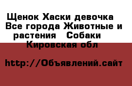 Щенок Хаски девочка - Все города Животные и растения » Собаки   . Кировская обл.